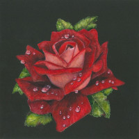 /album/fotogalerie/roses-oriz-jpg/